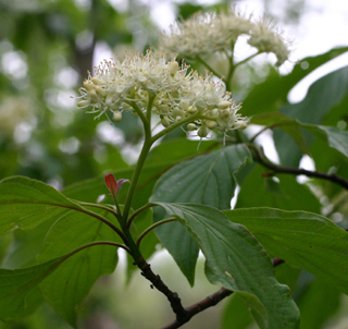 pagoda dogwood